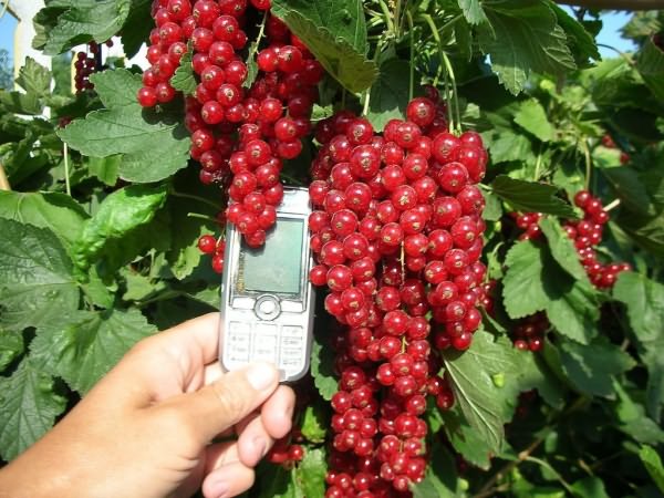 Kırmızı kuş üzümü çeşitli hastalıkları ve kontrolü Kırmızı kuş üzümü çeşitli hastalıkları ve kontrolü