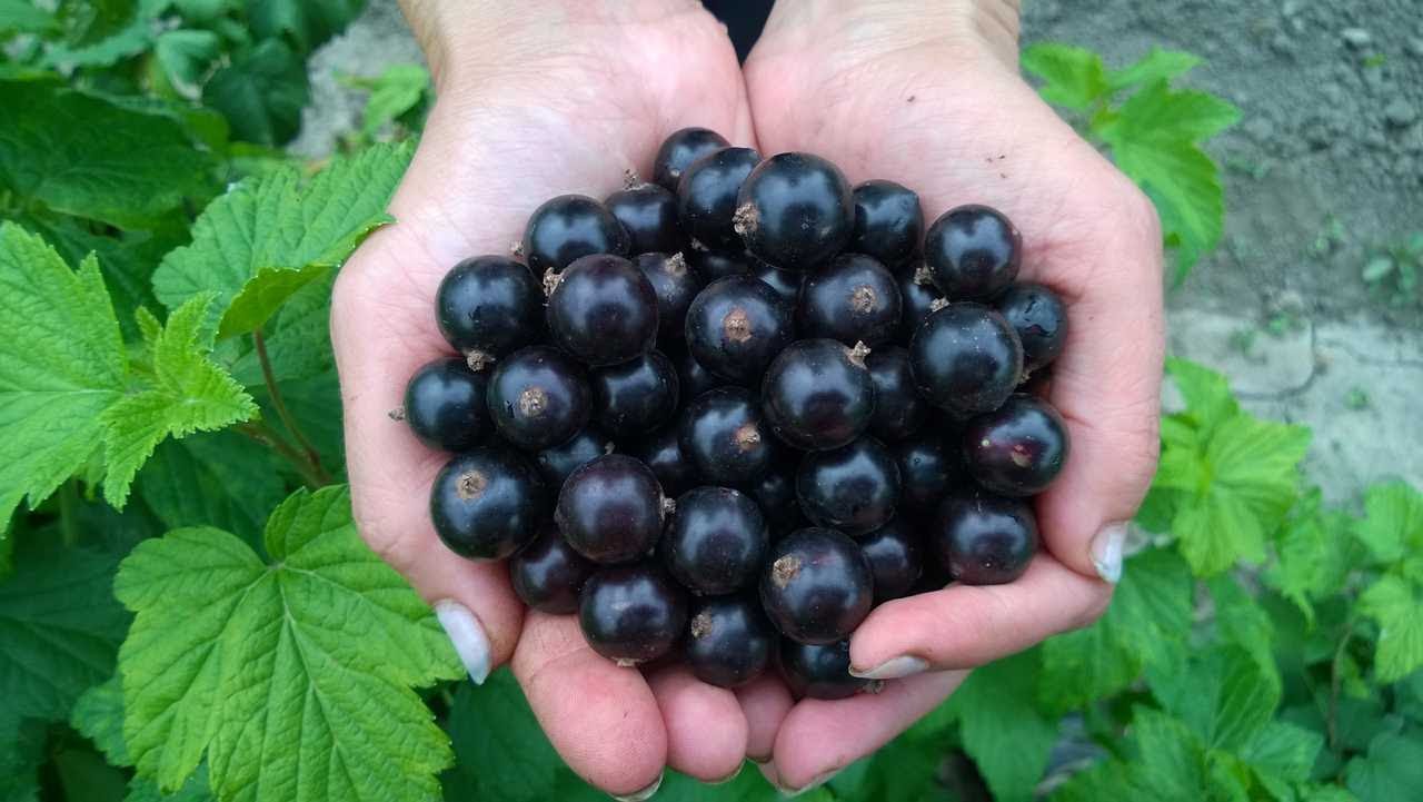 Sibiryada üzüm yetiştiriciliği hakkında ipuçları 32